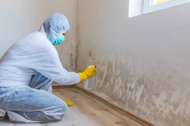 Licensed Mold Removal service in Spring Mills, PA - WQB Mold Removal